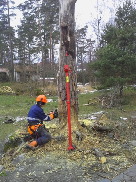 Ongelmapuun kaato turvavälinein